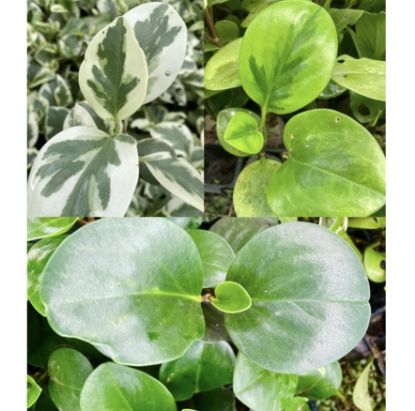Picture of Peperomia - combo-3 jiffy plants , Obtusfolia lemon lime, Marble And Green