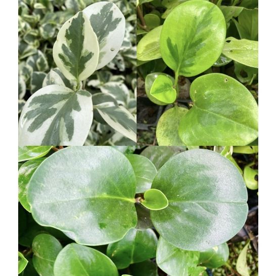 Picture of Peperomia - combo-3 jiffy plants , Obtusfolia lemon lime, Marble And Green