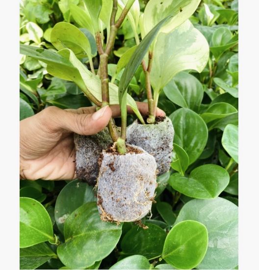 Picture of Peperomia - combo-3 jiffy plants , Obtusfolia lemon lime, Marble And Green