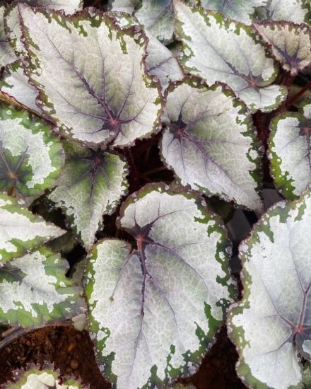 Picture of Begonia - Silver green