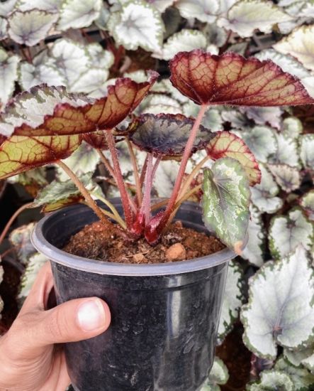 Picture of Begonia - Silver green
