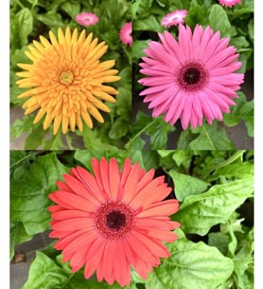 Picture of Gerbera Combo - 3 Color - Transvaal daisy-Pink-Orange-Red