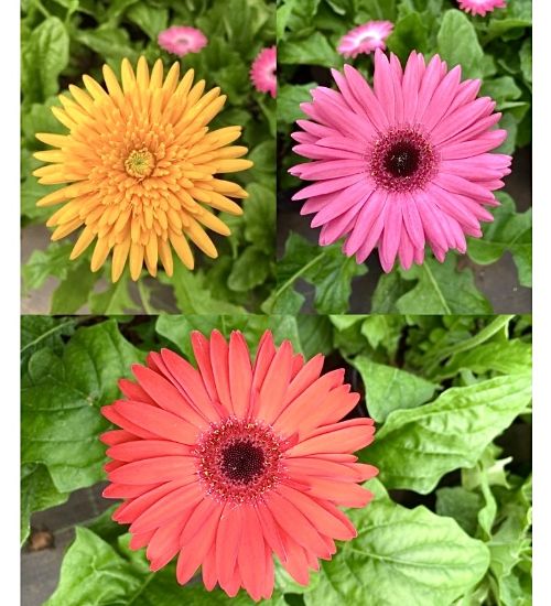 Picture of Gerbera Combo - 3 Color - Transvaal daisy-Pink-Orange-Red