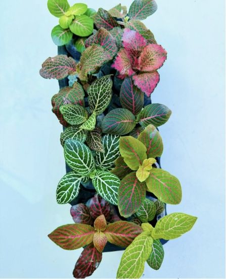 Picture of Fittonia -Compo - 10 Jiffy plants -10 Diffrent colors