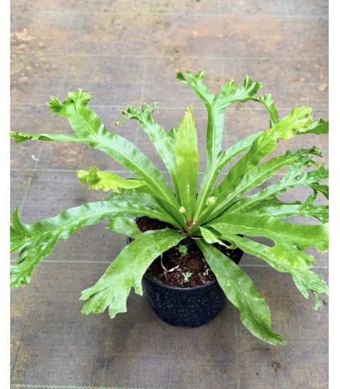 Picture of Bird Nest Fern