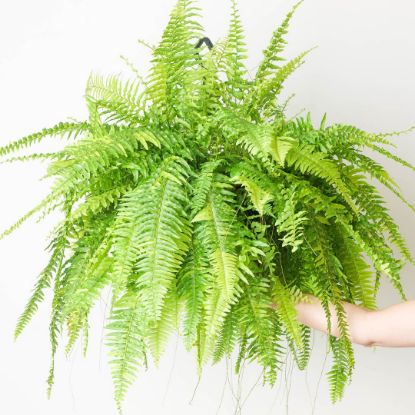 Picture of Golden fern
