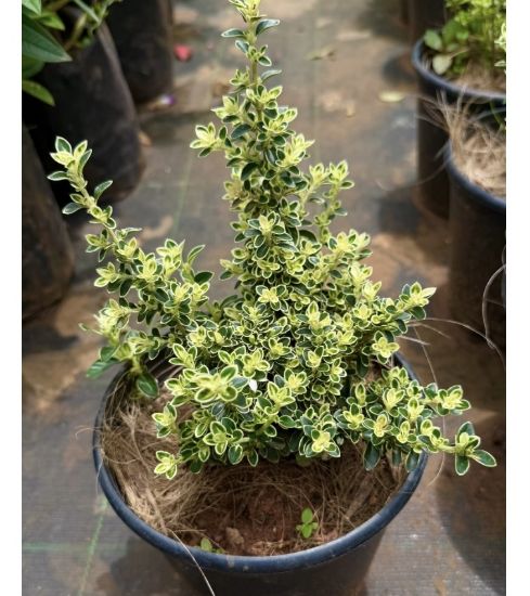 Picture of Snow Rose - variegated
