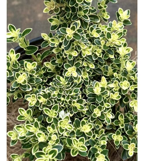 Picture of Snow Rose - variegated