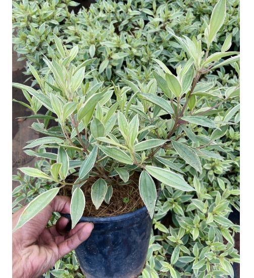 Picture of Melastoma - variegated- Purple
