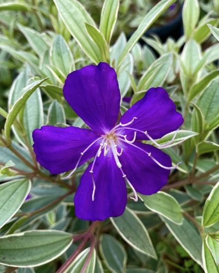Picture of Melastoma - variegated- Purple