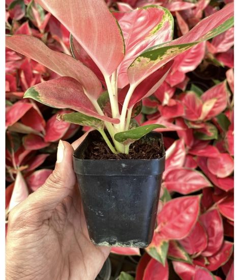 Picture of Aglonema - Super Red - With Pot
