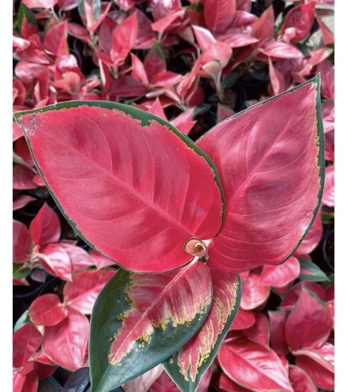 Picture of Aglonema - Super Red - With Pot