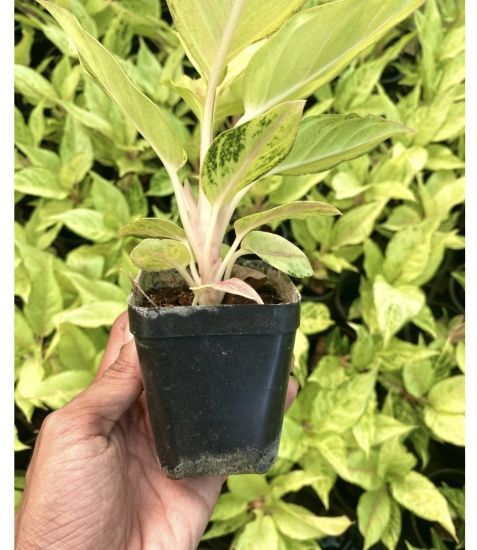 Picture of Aglonema - Frozen - With Pot