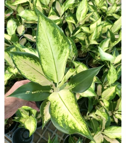 Picture of Aglonema - Cochin Escada - With Pot