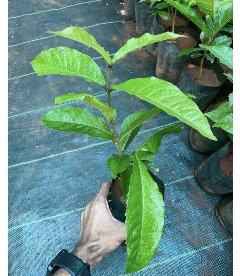 Picture of Petrea - Violet - medium size