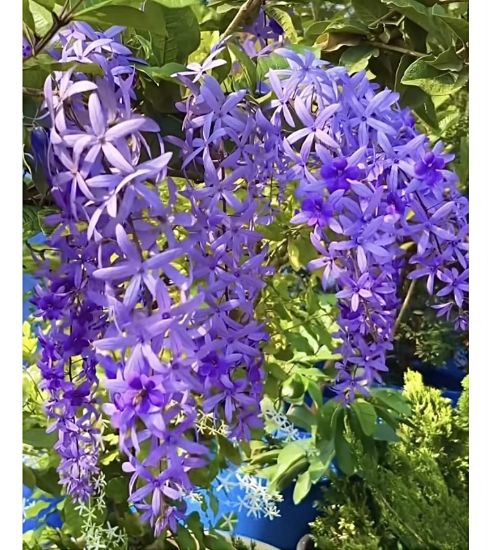 Picture of Petrea - Violet - medium size