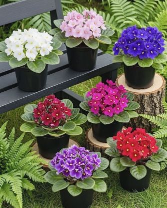 Picture of African violets - Combo - 5 Colours - Jiffy Plants