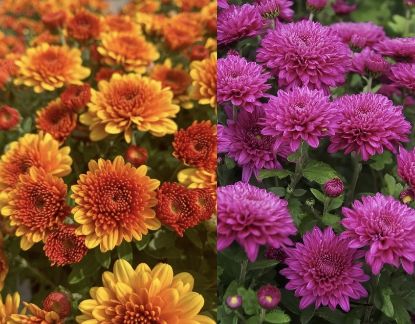 Picture of Chrysanthemum - Jamanthi - 2 Colors - Combo Offer