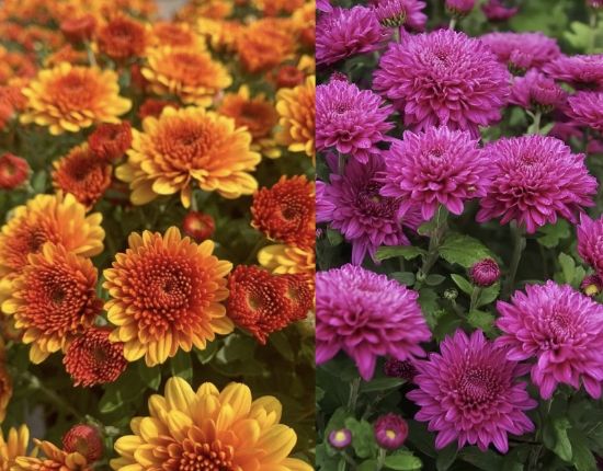 Picture of Chrysanthemum - Jamanthi - 2 Colors - Combo Offer