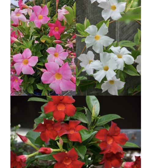 Picture of Mandevilla - 3 Plants Combo - Red, white, Pink