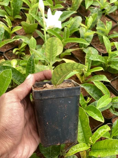 Picture of Mandevilla - 3 Plants Combo - Red, white, Pink