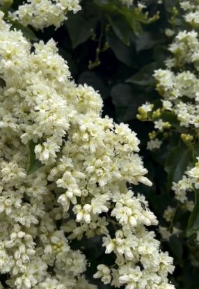 Picture of Manimulla - big plant