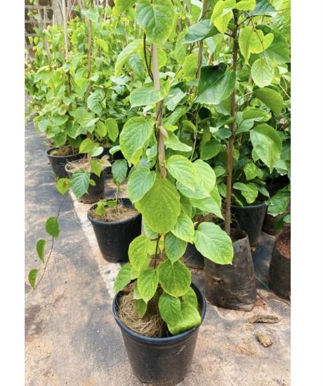 Picture of Manimulla - big plant
