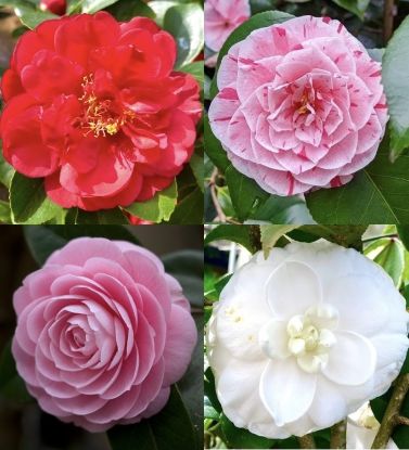 Picture of Camellia Plant - Combo Offer - 4 Colour - Red, White, Pink, Red(Single petal)