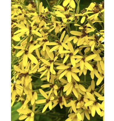 Picture of Bridal bouquet -yellow- creeper