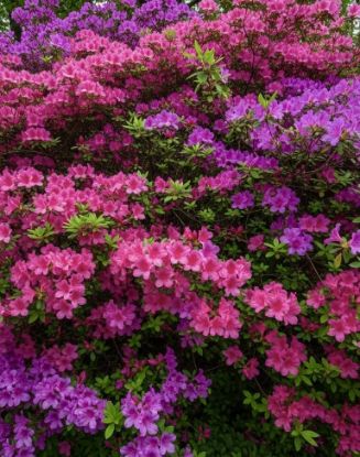 Picture of Azalea - Combo - 4 color - 4 plants