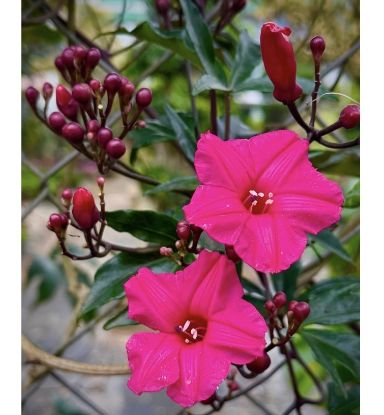 Picture of Ipomoea horsfalliae