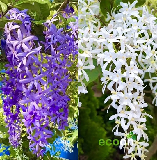 Picture of Petria - 2 Color combo- White, Violet - small size